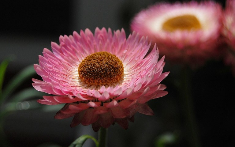 helichrysum-362280_960_720.jpg