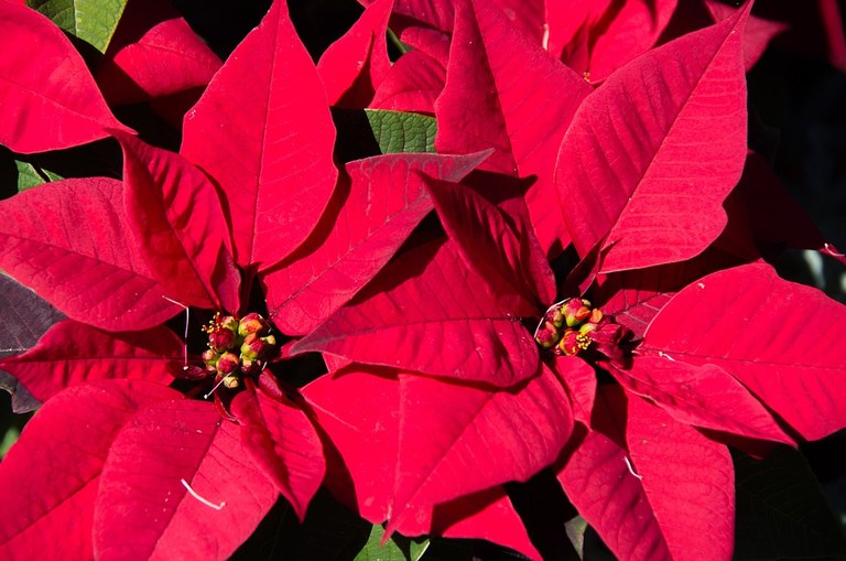 poinsettia-415531_960_720.jpg