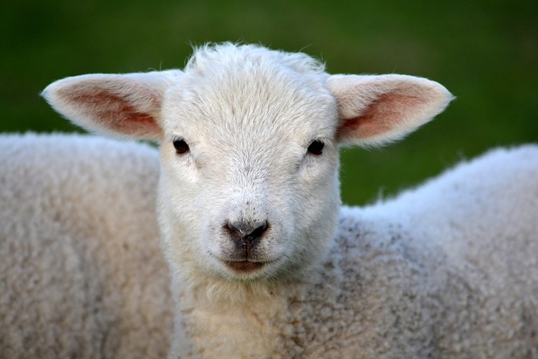 lamb-292512_960_720.jpg