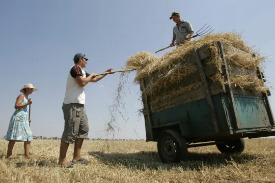 Tre personer høster korn på et jorde