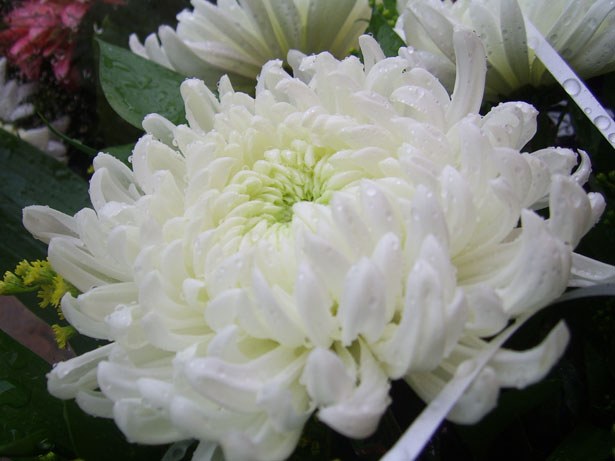 white-chrysanthemum.jpg